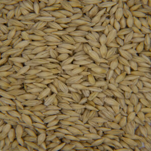 Malted Barley (12.00%)