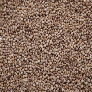 MILO- WHITE (Sorghum) 9.30%